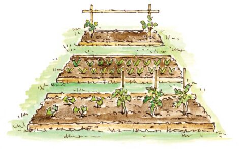 Care and Cultivation of Permanent Garden Beds Image
